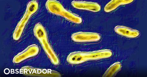 Casos de intoxicação alimentar com broa na região。